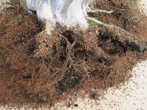 Large Privet Bonsai repotting